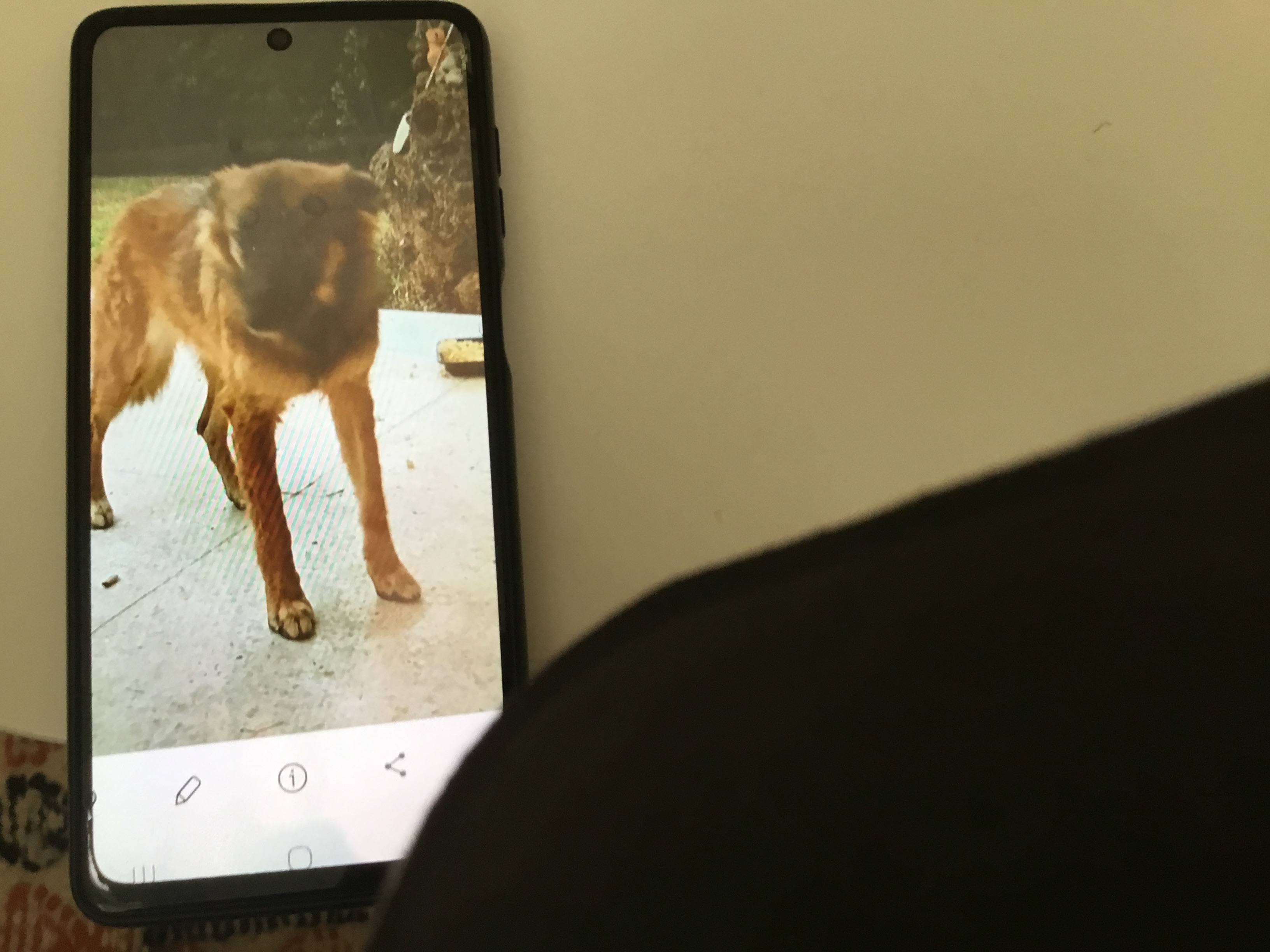 Nabeul&nbsp;Cite El Mahrsi 1&nbsp;Chiens&nbsp;Autre&nbsp;Berger malinois