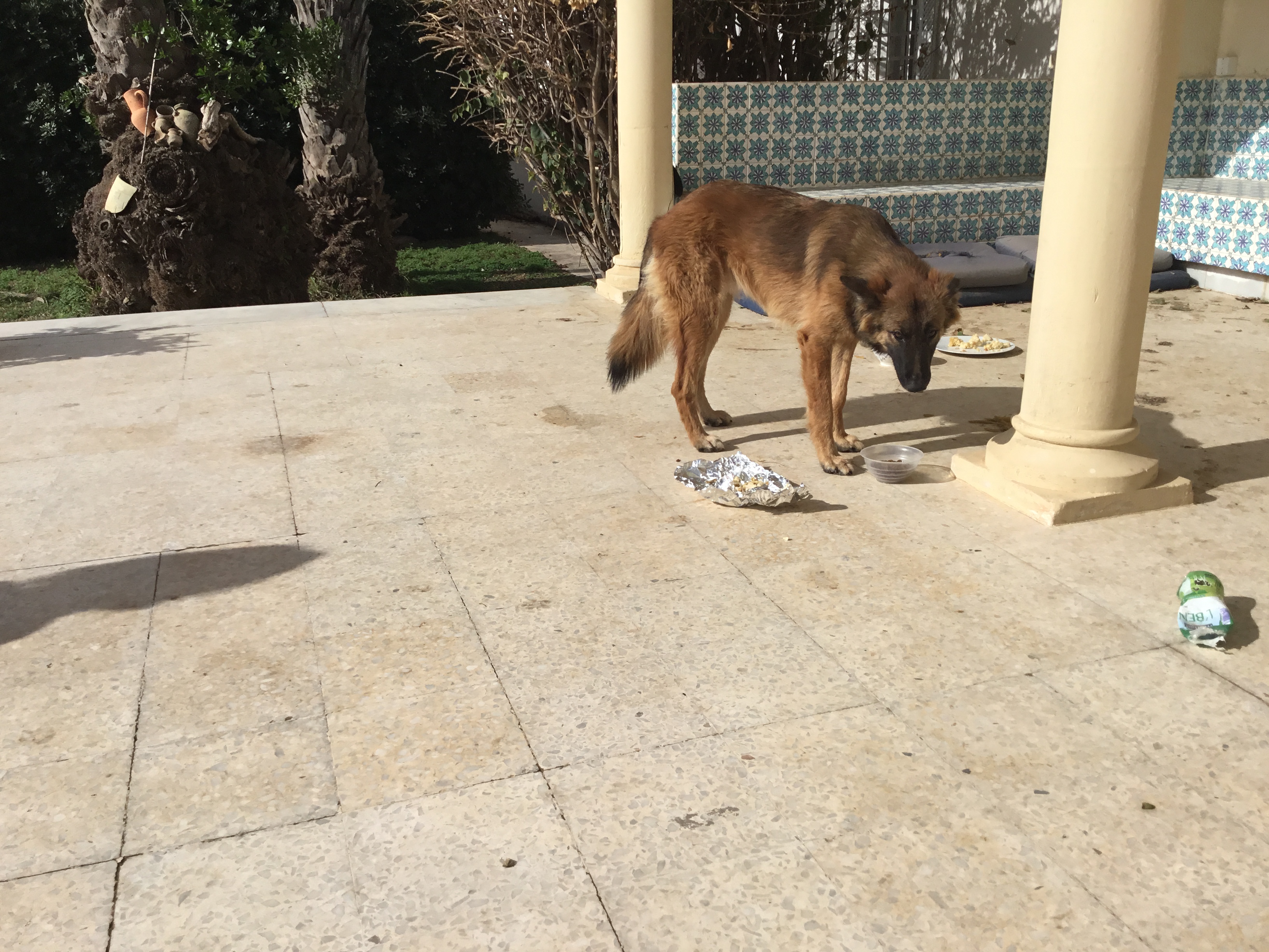 Nabeul&nbsp;Cite El Mahrsi 1&nbsp;Chiens&nbsp;Autre&nbsp;Berger malinois