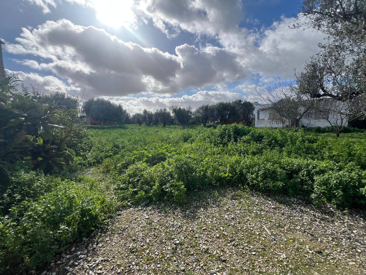 Sidi Thabet&nbsp;Sidi Thabet&nbsp;Vente&nbsp;Surfaces&nbsp;Un superbe terrain  avec maison � sidi younes