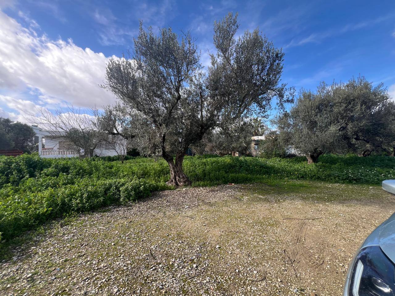 Sidi Thabet&nbsp;Cebalet Ben Ammar&nbsp;Vente&nbsp;Surfaces&nbsp;Un superbe terrain � sidi sidi younes