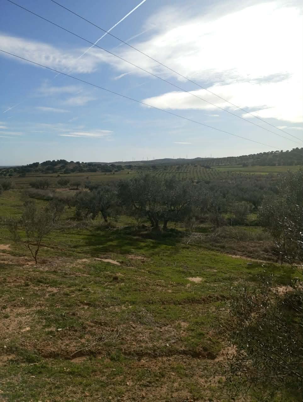 Hammam Zriba&nbsp;Bou Achir&nbsp;Terrain&nbsp;Terrain agricole&nbsp;Av terrain 9000m et 120 oliviers � zaghouan
