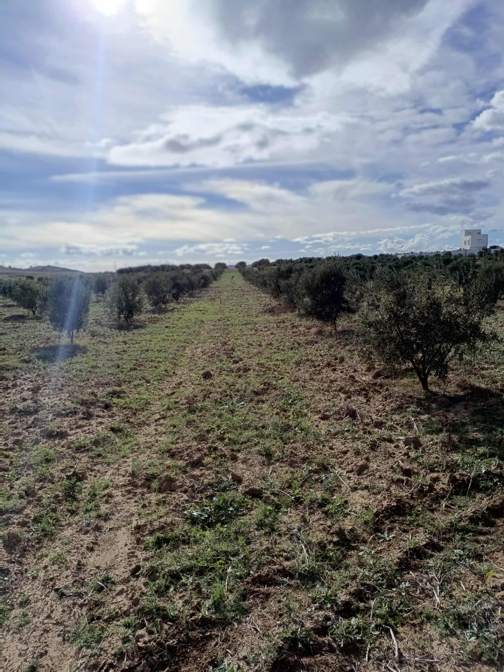 Hammamet&nbsp;Hammamet&nbsp;Terrain&nbsp;Terrain agricole&nbsp;Av 2500m � hammamet sud