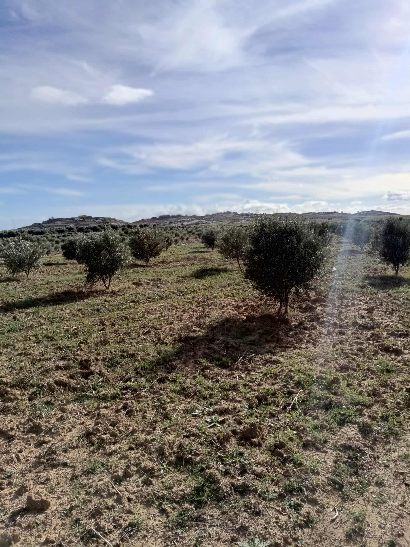 Hammamet&nbsp;Hammamet&nbsp;Terrain&nbsp;Terrain agricole&nbsp;Av 2500m � hammamet sud