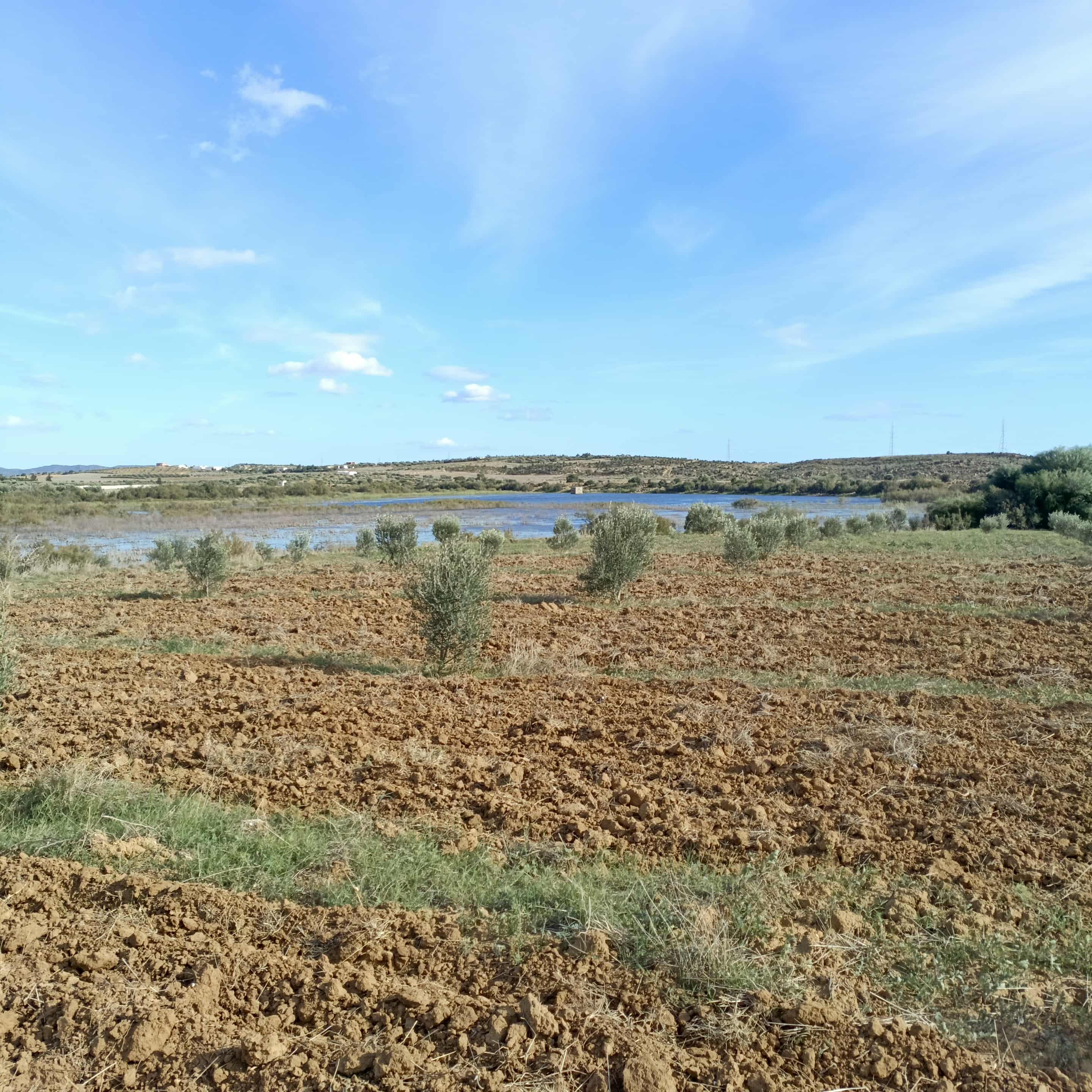 Hammamet&nbsp;Hammamet&nbsp;Terrain&nbsp;Terrain agricole&nbsp;Av 2500m � hammamet sud