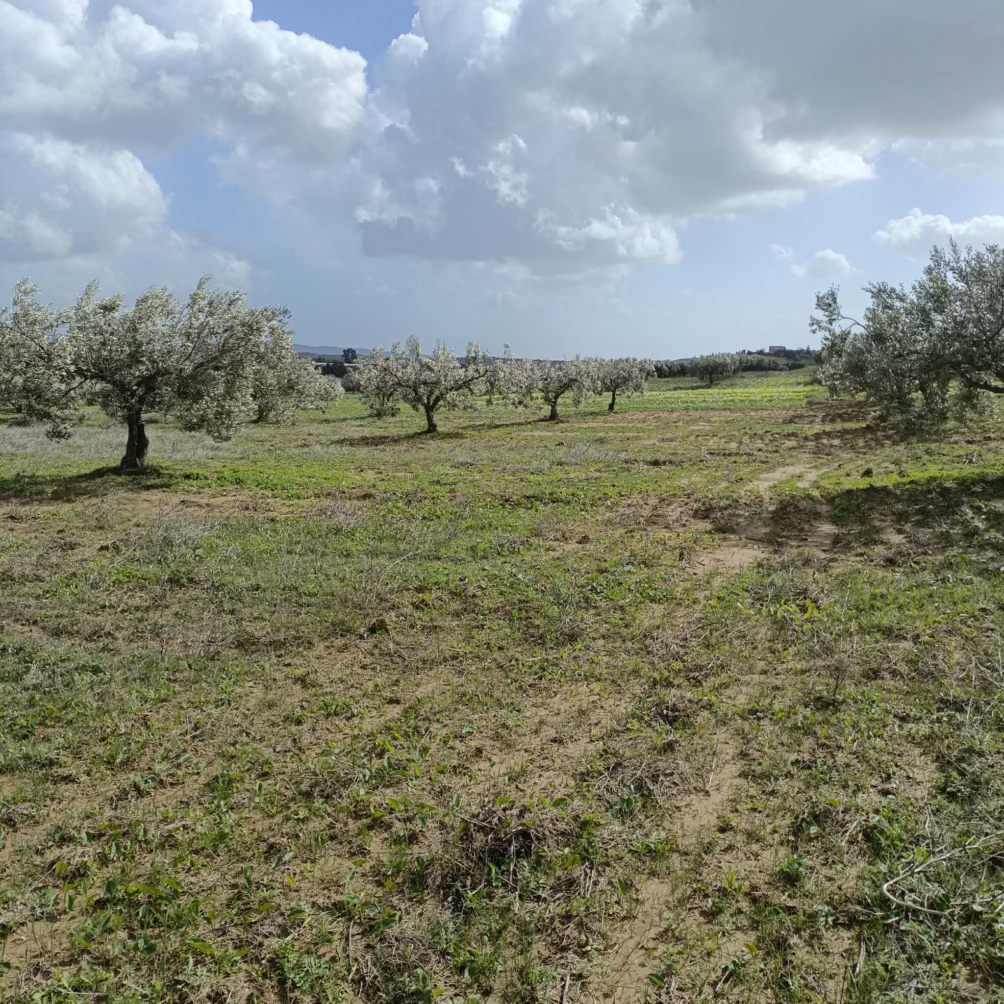 Hammamet&nbsp;Hammamet&nbsp;Terrain&nbsp;Terrain agricole&nbsp;Av terrain de 4500m � hammamet
