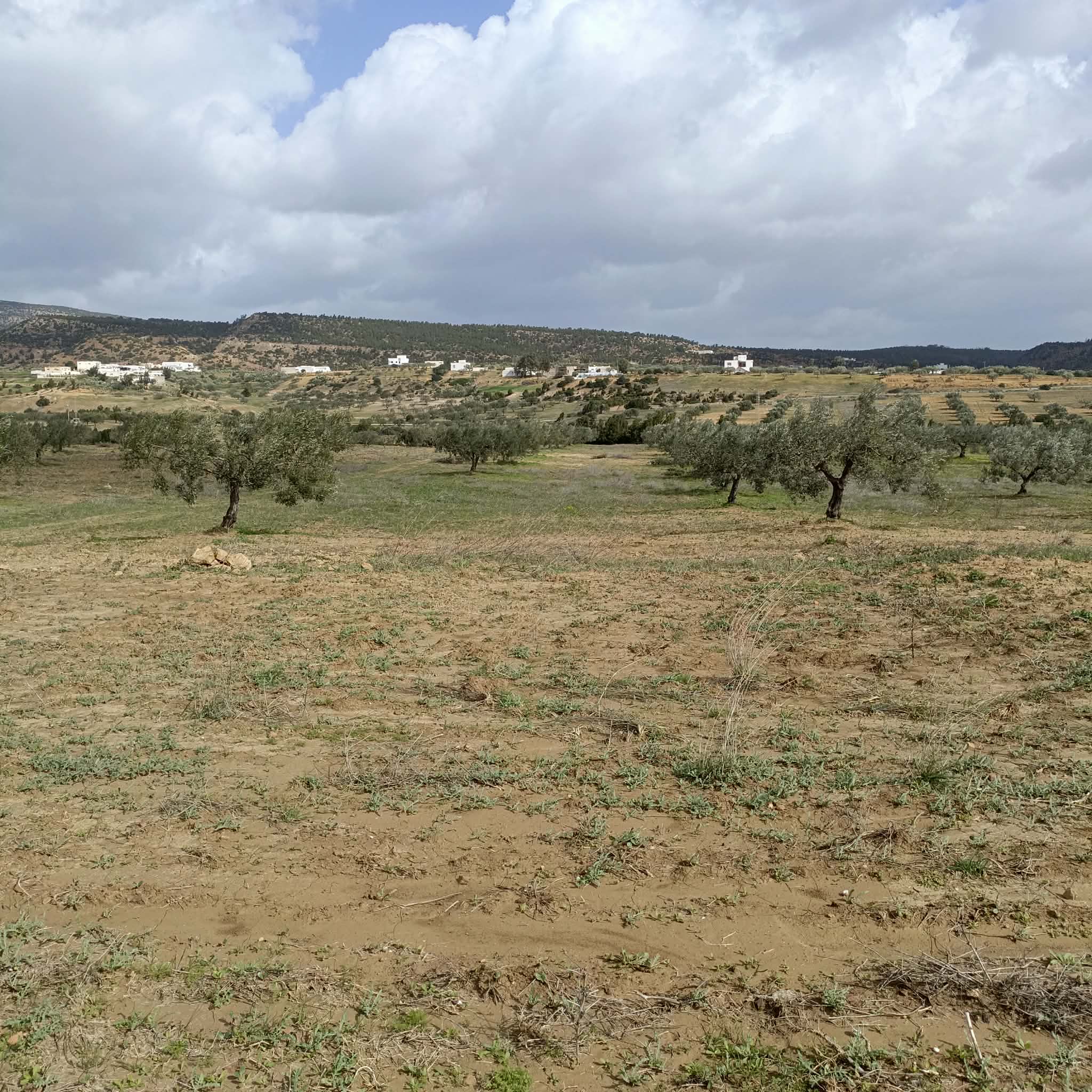 Hammamet&nbsp;Hammamet&nbsp;Terrain&nbsp;Terrain agricole&nbsp;Av terrain de 4500m � hammamet