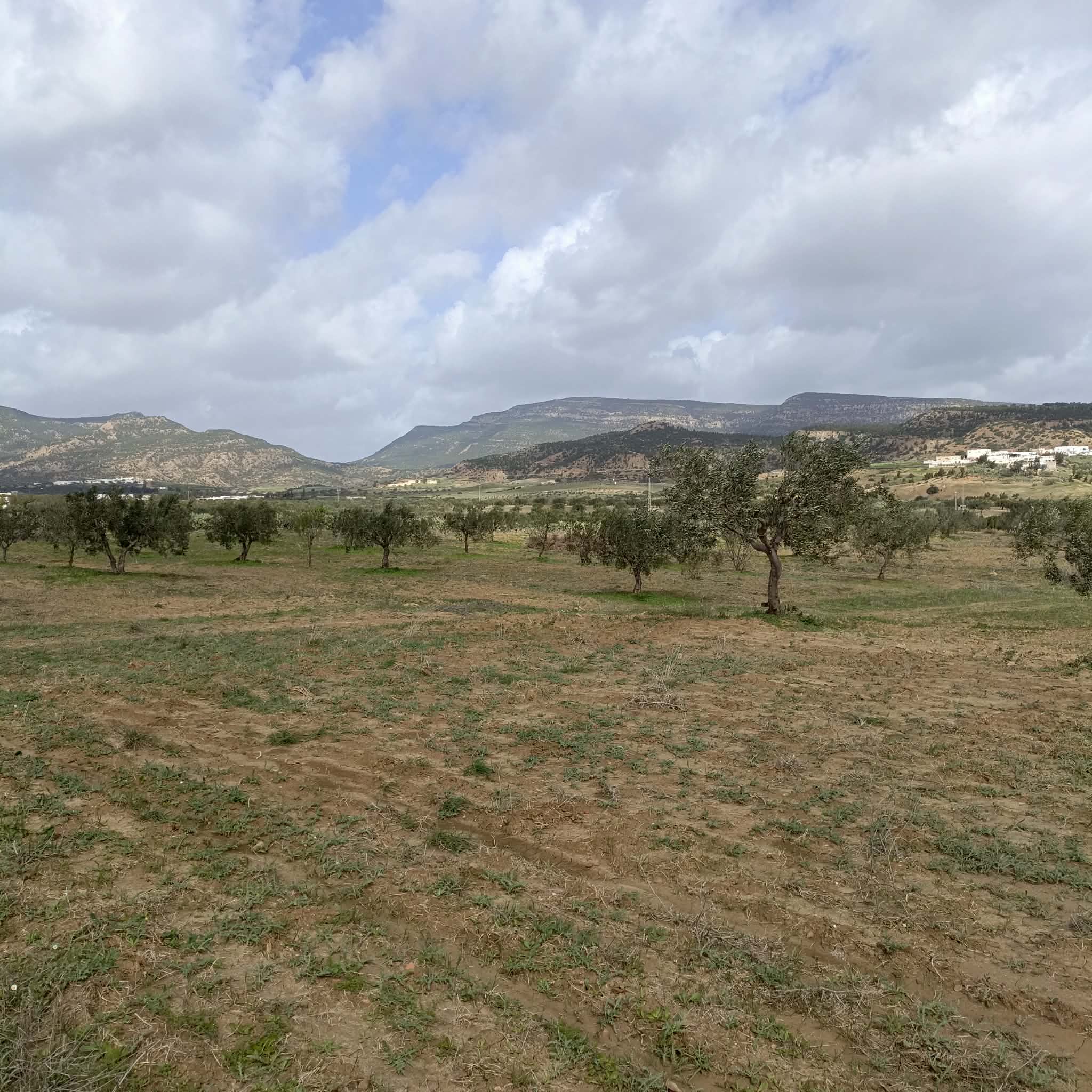 Hammamet&nbsp;Hammamet&nbsp;Terrain&nbsp;Terrain agricole&nbsp;Av terrain de 4500m � hammamet