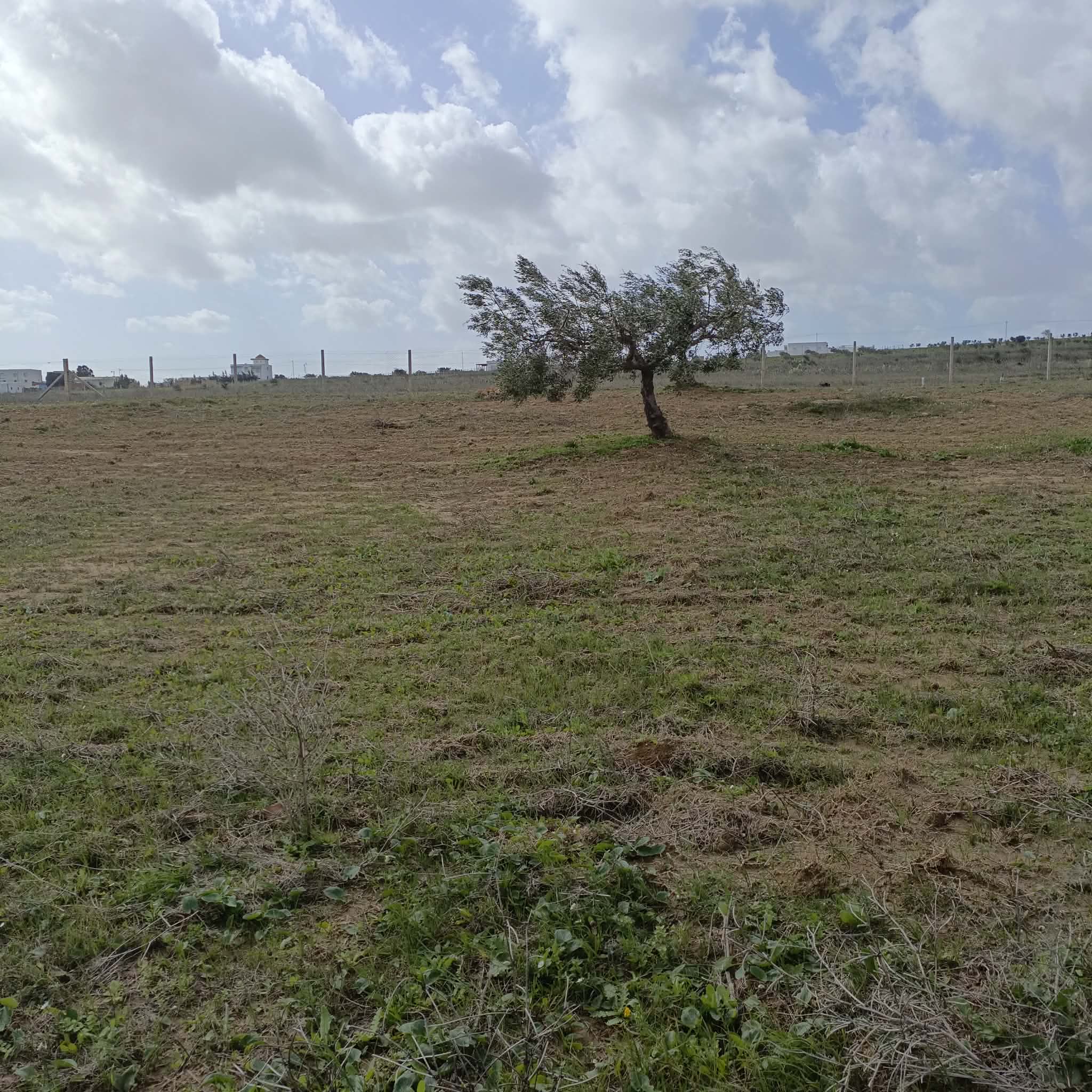 Hammamet&nbsp;Hammamet&nbsp;Terrain&nbsp;Terrain agricole&nbsp;Av 9000m avec 26 oliviers � hammamet