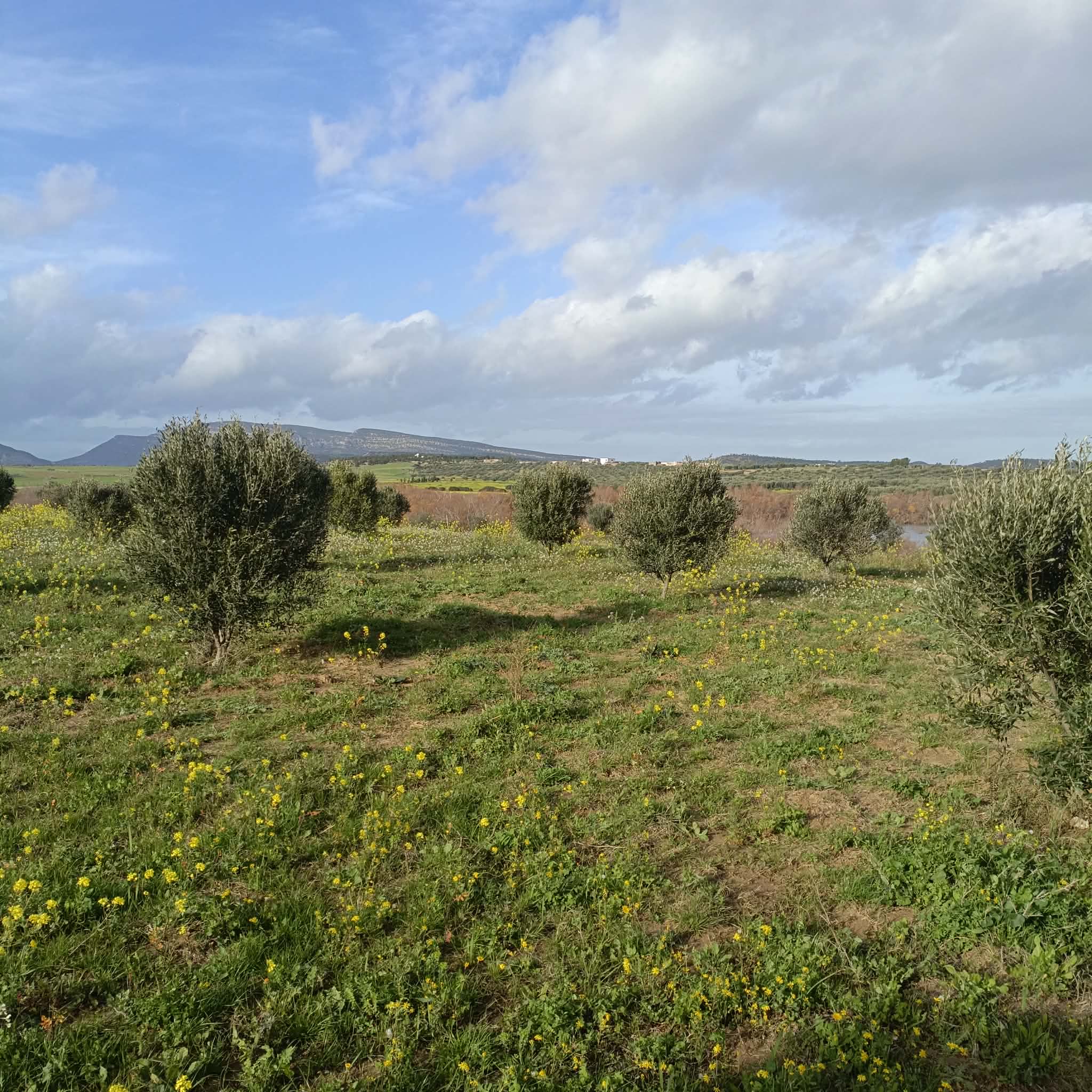 Hammamet&nbsp;Hammamet&nbsp;Terrain&nbsp;Terrain agricole&nbsp;Av de 1000m a 3000m � monchar