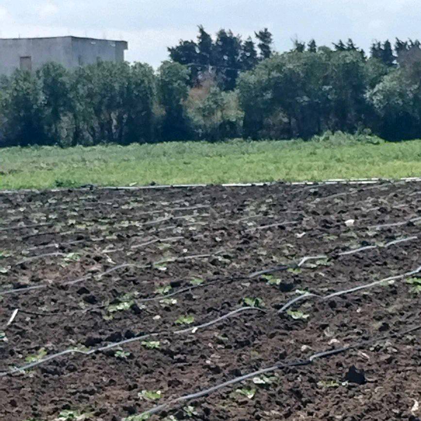 Kelibia&nbsp;Dar Chichou&nbsp;Terrain&nbsp;Terrain agricole&nbsp;Terrain bonne occasion