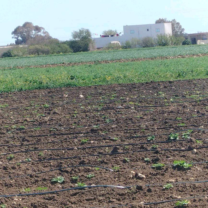 Kelibia&nbsp;Dar Chichou&nbsp;Terrain&nbsp;Terrain agricole&nbsp;Terrain bonne occasion