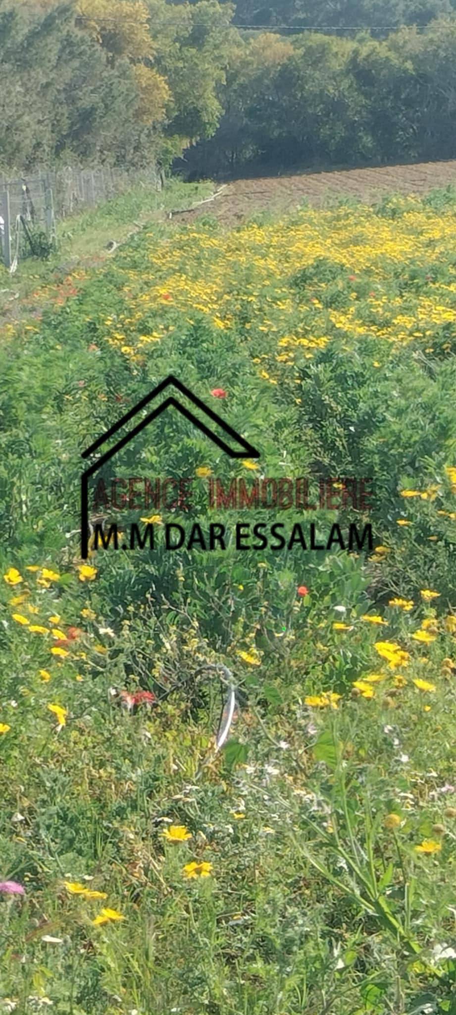 Kelibia&nbsp;Dar Allouche&nbsp;Terrain&nbsp;Terrain agricole&nbsp;Terrain agricole contenant une maison