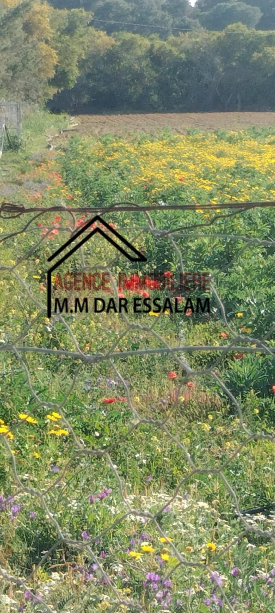 Kelibia&nbsp;Dar Allouche&nbsp;Terrain&nbsp;Terrain agricole&nbsp;Terrain agricole contenant une maison