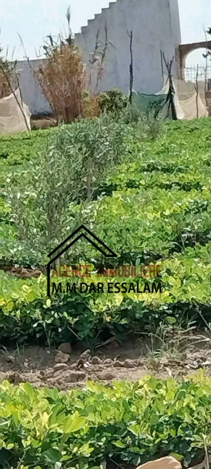 Kelibia&nbsp;Dar Allouche&nbsp;Terrain&nbsp;Terrain agricole&nbsp;Terrain agricole � dar allouche k�libia