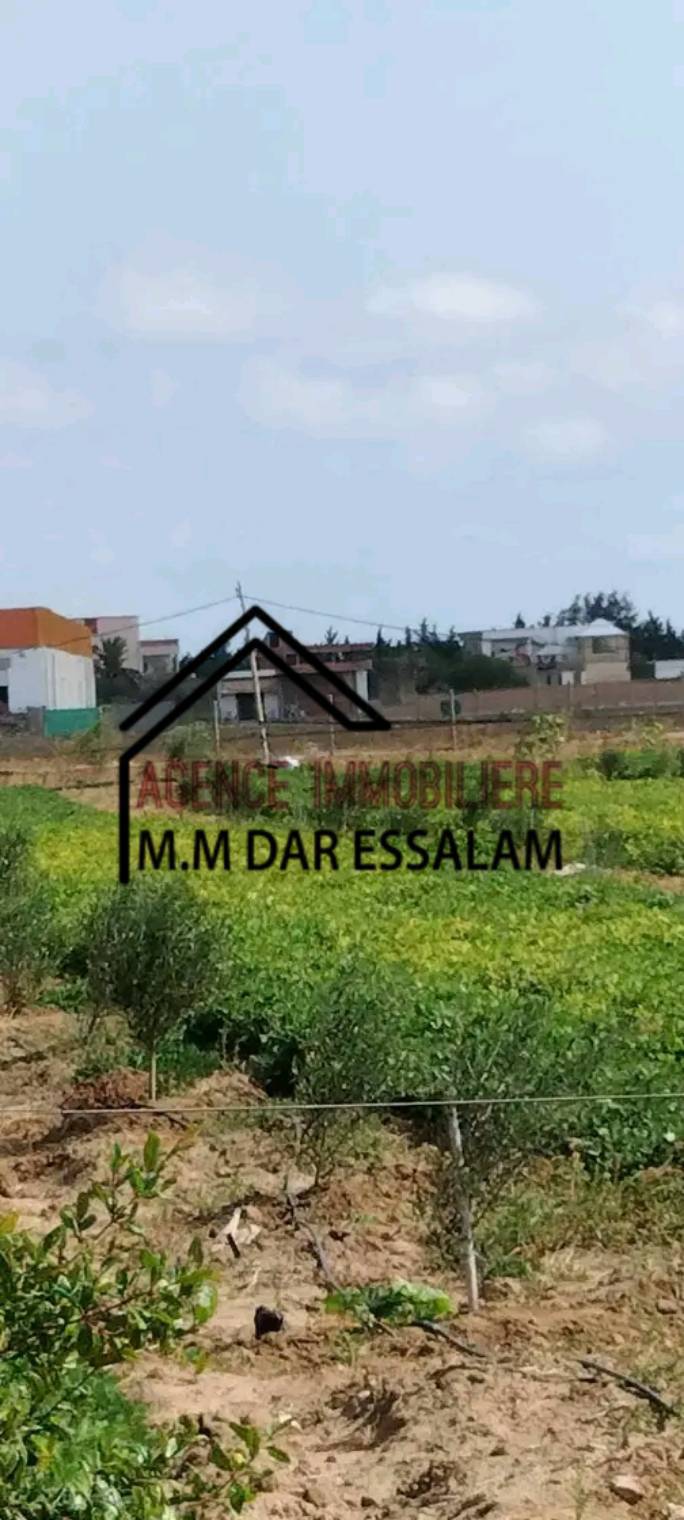 Kelibia&nbsp;Dar Allouche&nbsp;Terrain&nbsp;Terrain agricole&nbsp;Terrain agricole � dar allouche k�libia