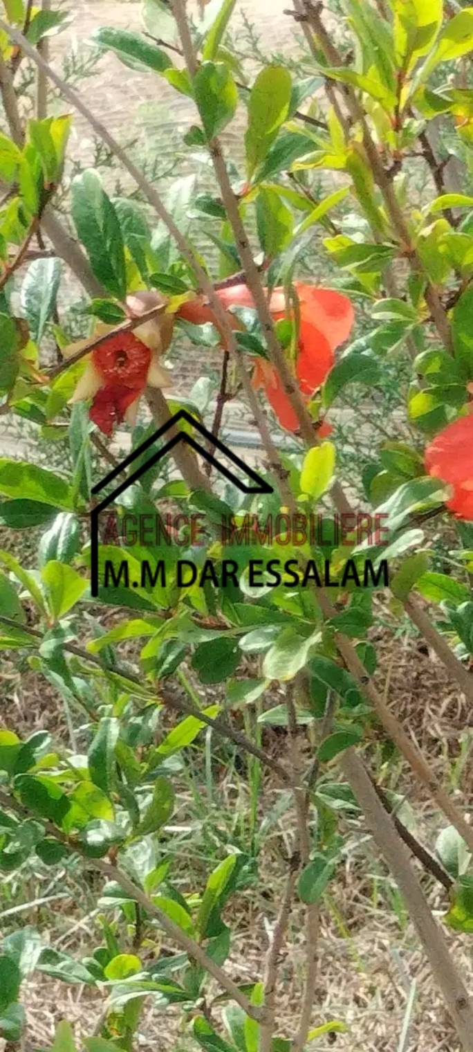 Kelibia&nbsp;Dar Allouche&nbsp;Terrain&nbsp;Terrain agricole&nbsp;Terrain agricole � dar allouche k�libia