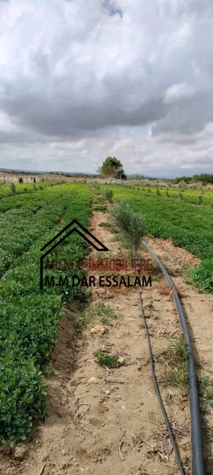 Kelibia&nbsp;Dar Allouche&nbsp;Terrain&nbsp;Terrain agricole&nbsp;Terrain agricole � dar allouche k�libia
