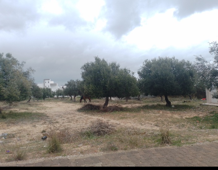 Hammamet&nbsp;Hammamet&nbsp;Terrain&nbsp;Terrain agricole&nbsp;Terrain 2077m trois fa�ades hammamet nord