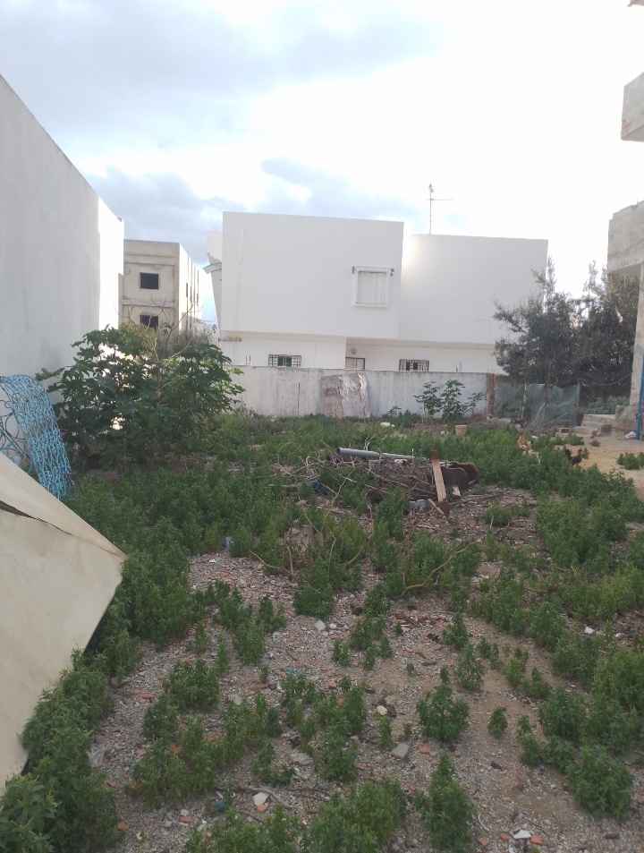 Hammamet&nbsp;Hammamet&nbsp;Terrain&nbsp;Terrain nu&nbsp;Terrain viabilis� 295m mrezga
