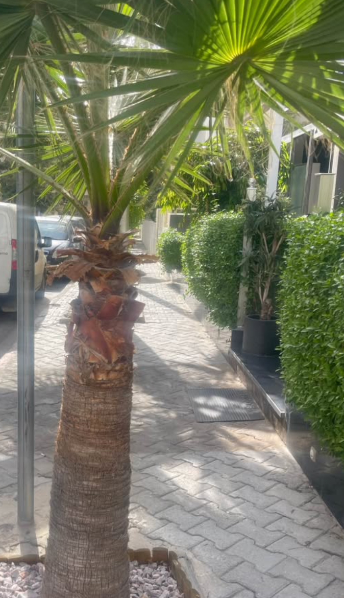 Ariana Ville&nbsp;Cite Ennasr 2&nbsp;Terrain&nbsp;Terrain nu&nbsp;Terrain 588 cit� ennasr 2