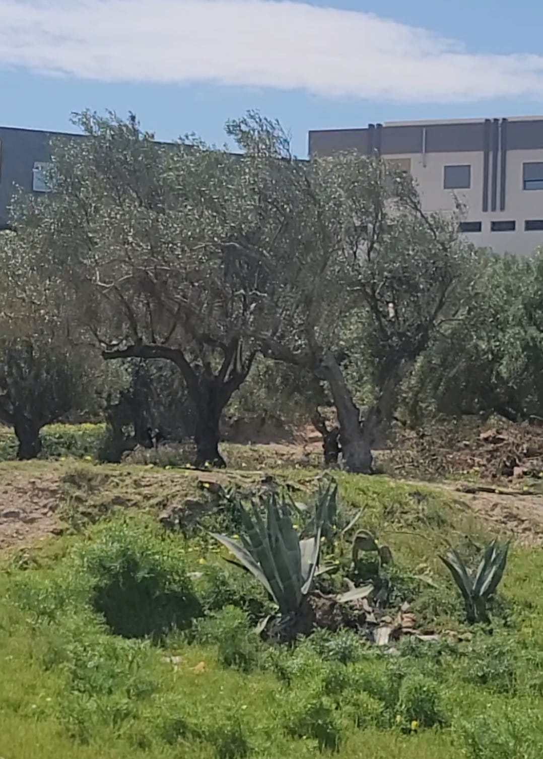 Teboulba&nbsp;Teboulba&nbsp;Terrain&nbsp;Terrain nu&nbsp;Lot de terrain de 886 m2 titr� teboulba