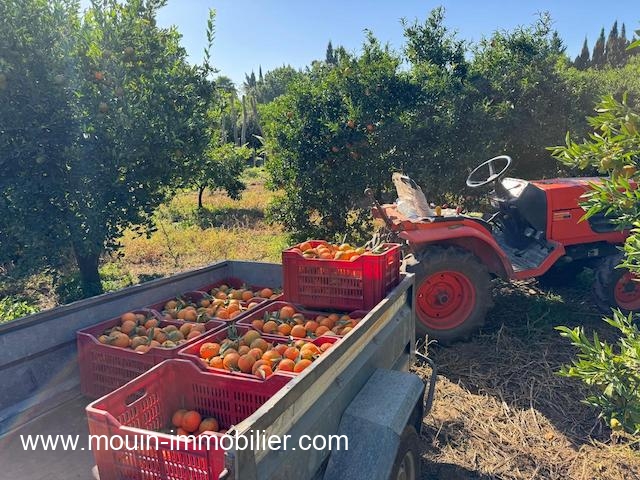 Beni Khalled&nbsp;Beni Khalled&nbsp;Terrain&nbsp;Terrain agricole&nbsp;Ferme beni khaled ii t1225 beni khaled