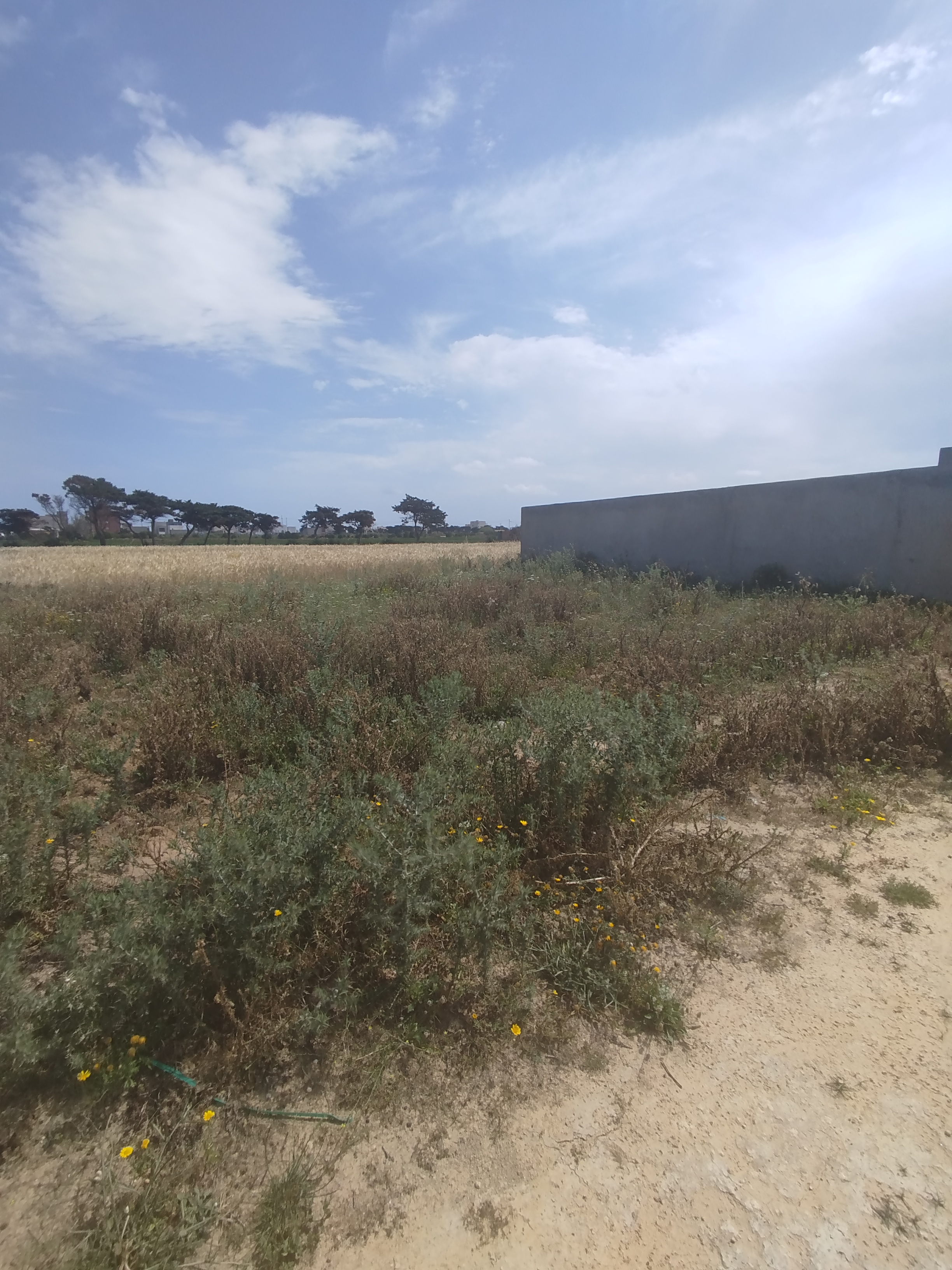 Kelibia&nbsp;Dar Allouche&nbsp;Terrain&nbsp;Terrain nu&nbsp;Terrain dar allouche