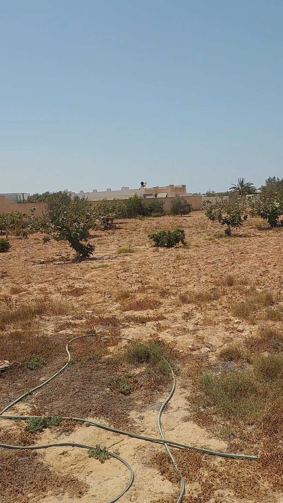 Djerba - Houmet Essouk&nbsp;Sedghiane&nbsp;Terrain&nbsp;Terrain nu&nbsp;Terrain clotur� de 3900 m2 avec permit de batir