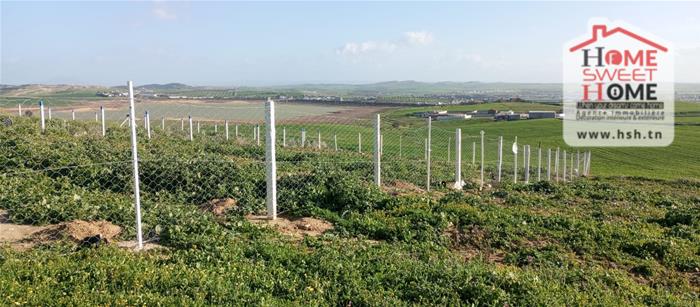 Mornaguia&nbsp;Mornaguia&nbsp;Terrain&nbsp;Terrain agricole&nbsp;Terrain agricole goria � mornaguia