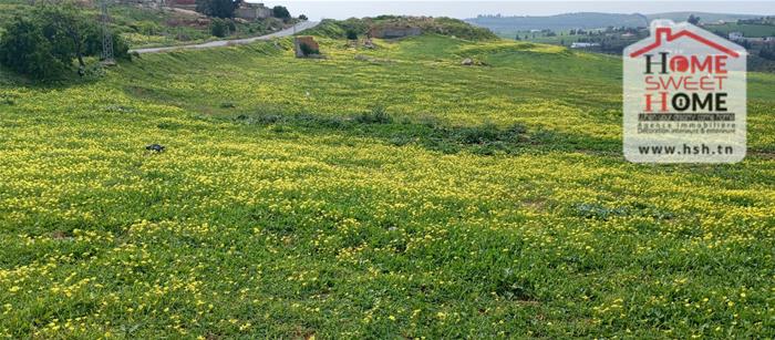 Mornaguia&nbsp;Mornaguia&nbsp;Terrain&nbsp;Terrain agricole&nbsp;Terrain agricole goria � mornaguia