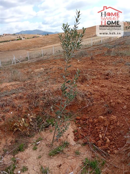 Zaghouan&nbsp;Zaghouan&nbsp;Terrain&nbsp;Terrain agricole&nbsp;Terrain agricole olmira � zaghouan