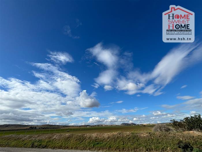 Bir Mcherga&nbsp;Bir Mcherga&nbsp;Terrain&nbsp;Terrain agricole&nbsp;Terrain agricole olival � bir mcherga zaghouan