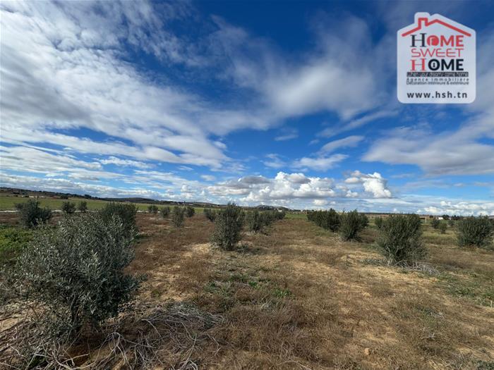 Bir Mcherga&nbsp;Bir Mcherga&nbsp;Terrain&nbsp;Terrain agricole&nbsp;Terrain agricole olival � bir mcherga zaghouan