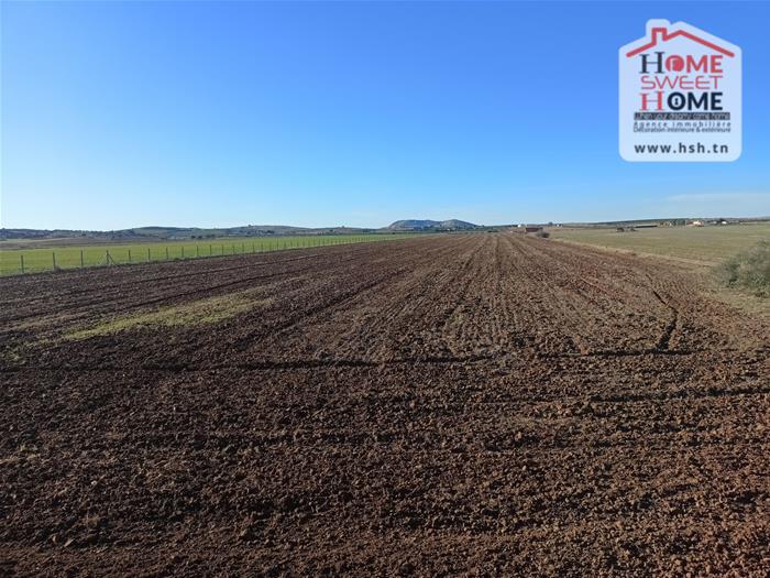 Bir Mcherga&nbsp;Bir Mcherga&nbsp;Terrain&nbsp;Terrain agricole&nbsp;Terrain agricole olival � bir mcherga zaghouan