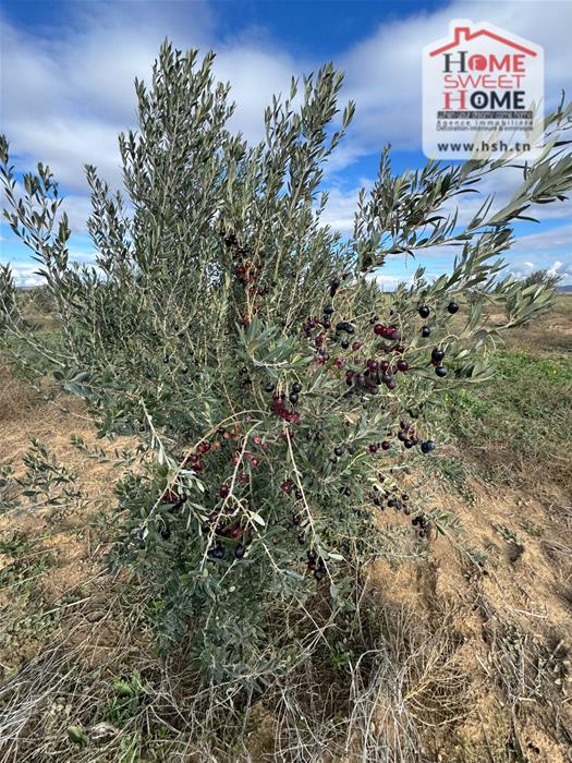 Bir Mcherga&nbsp;Bir Mcherga&nbsp;Terrain&nbsp;Terrain agricole&nbsp;Terrain agricole olival � bir mcherga zaghouan