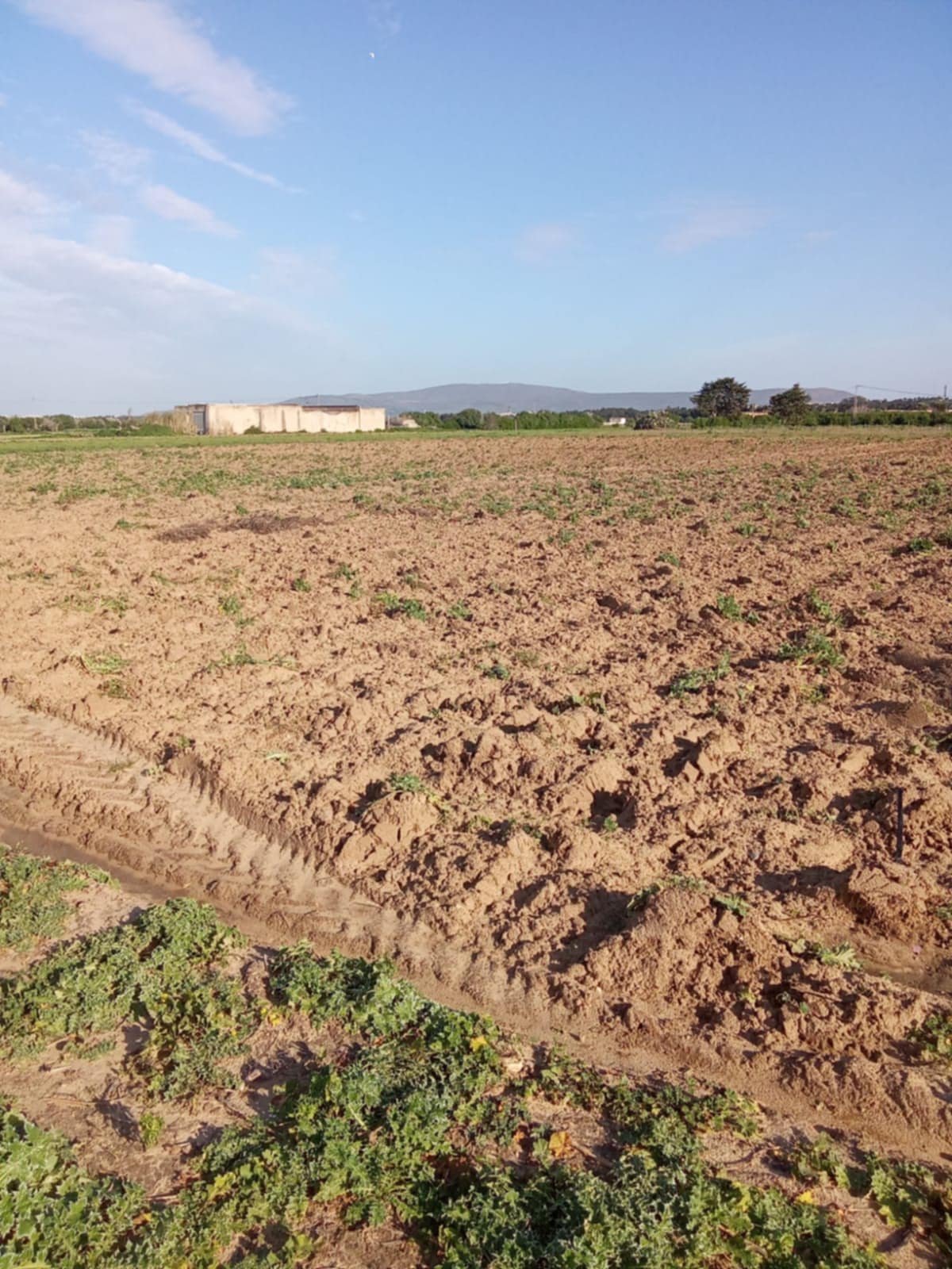 Kelibia&nbsp;Dar Allouche&nbsp;Terrain&nbsp;Terrain agricole&nbsp;3000m2 seuelement a 120000 dt
