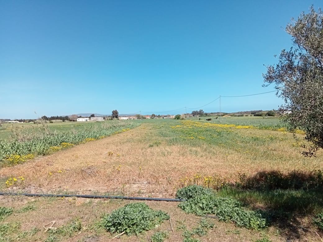 Kelibia&nbsp;Dar Allouche&nbsp;Terrain&nbsp;Terrain nu&nbsp;2200m2 situ� a dar allouch deulement 70mdt