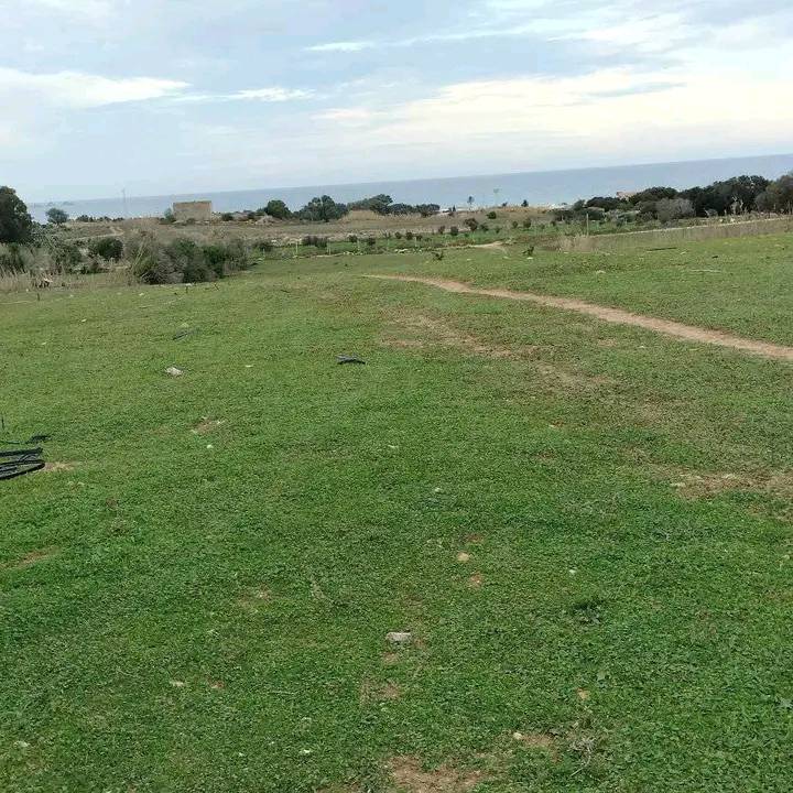 Kelibia&nbsp;Dar Allouche&nbsp;Terrain&nbsp;Terrain agricole&nbsp;8000m2 olives a 200mdt