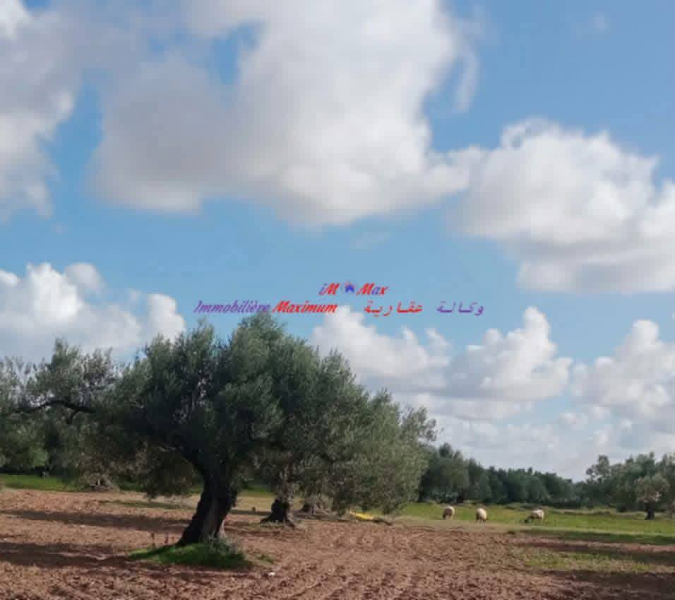 Bou Merdes&nbsp;Bou Merdes&nbsp;Terrain&nbsp;Terrain agricole&nbsp;Terrain 800 m2oliviers avec villa et chalets