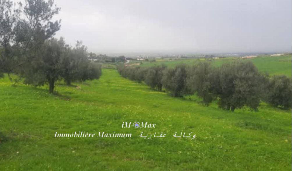 Borj El Amri&nbsp;Menzel Habib&nbsp;Terrain&nbsp;Terrain agricole&nbsp;3 hectars borj el amri route goudronn�e  oliviers
