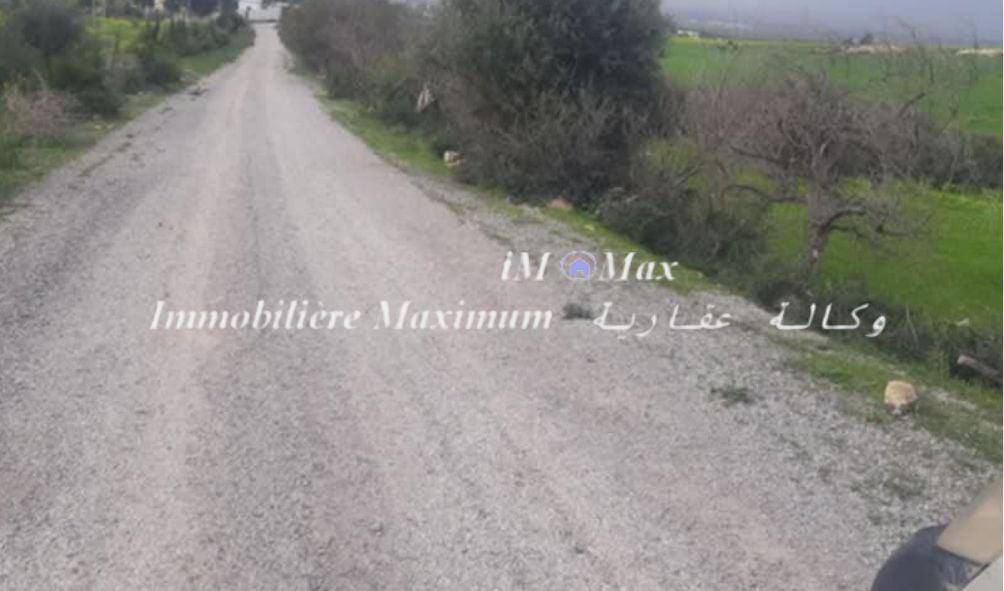Borj El Amri&nbsp;Menzel Habib&nbsp;Terrain&nbsp;Terrain agricole&nbsp;3 hectars borj el amri route goudronn�e  oliviers