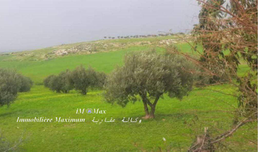 Borj El Amri&nbsp;Menzel Habib&nbsp;Terrain&nbsp;Terrain agricole&nbsp;3 hectars borj el amri route goudronn�e  oliviers