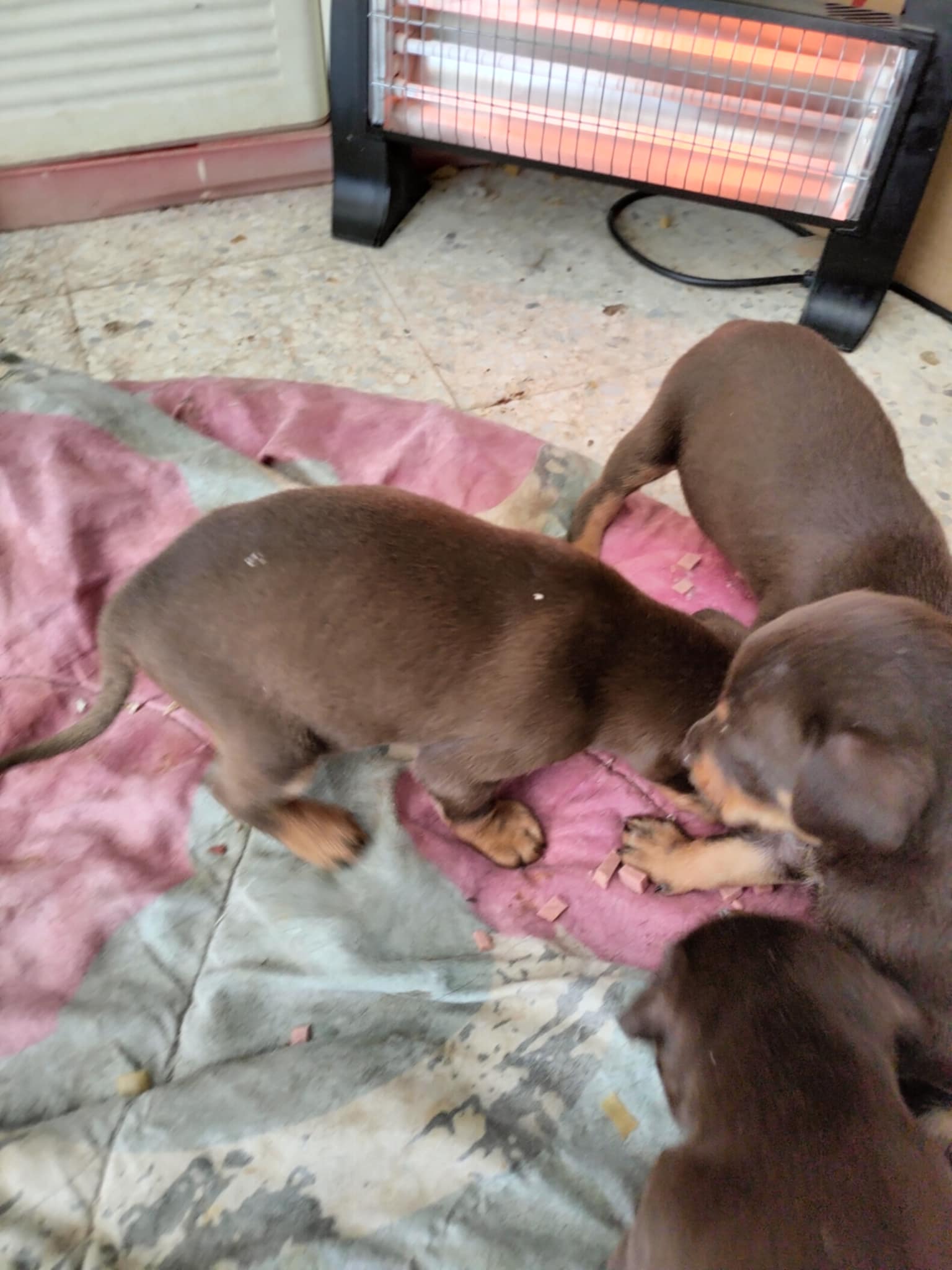 Hammam Chatt&nbsp;Hammam Chatt&nbsp;Chiens&nbsp;Autre&nbsp;Chiots doberman americain