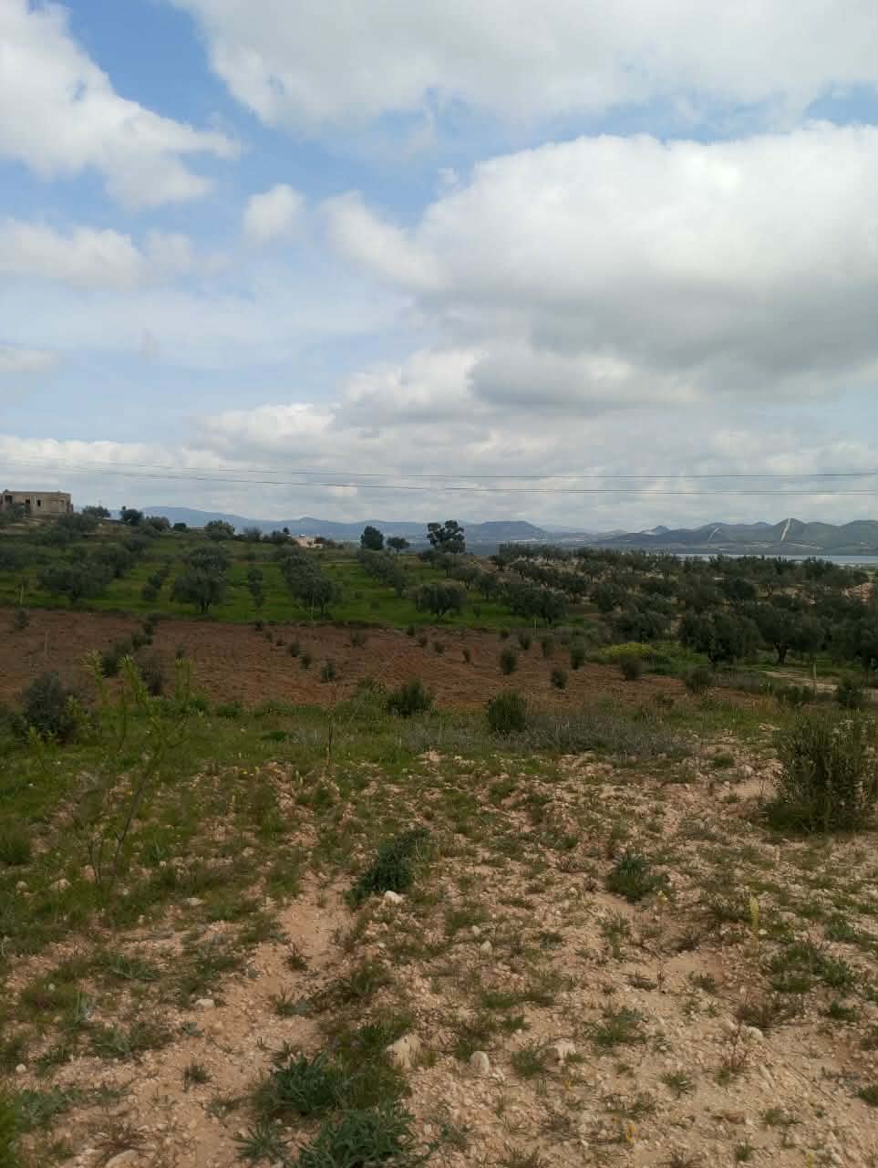 Hammam Zriba&nbsp;Bou Achir&nbsp;Terrain&nbsp;Terrain agricole&nbsp;Av terrain 4100m � zaghouan 99958728