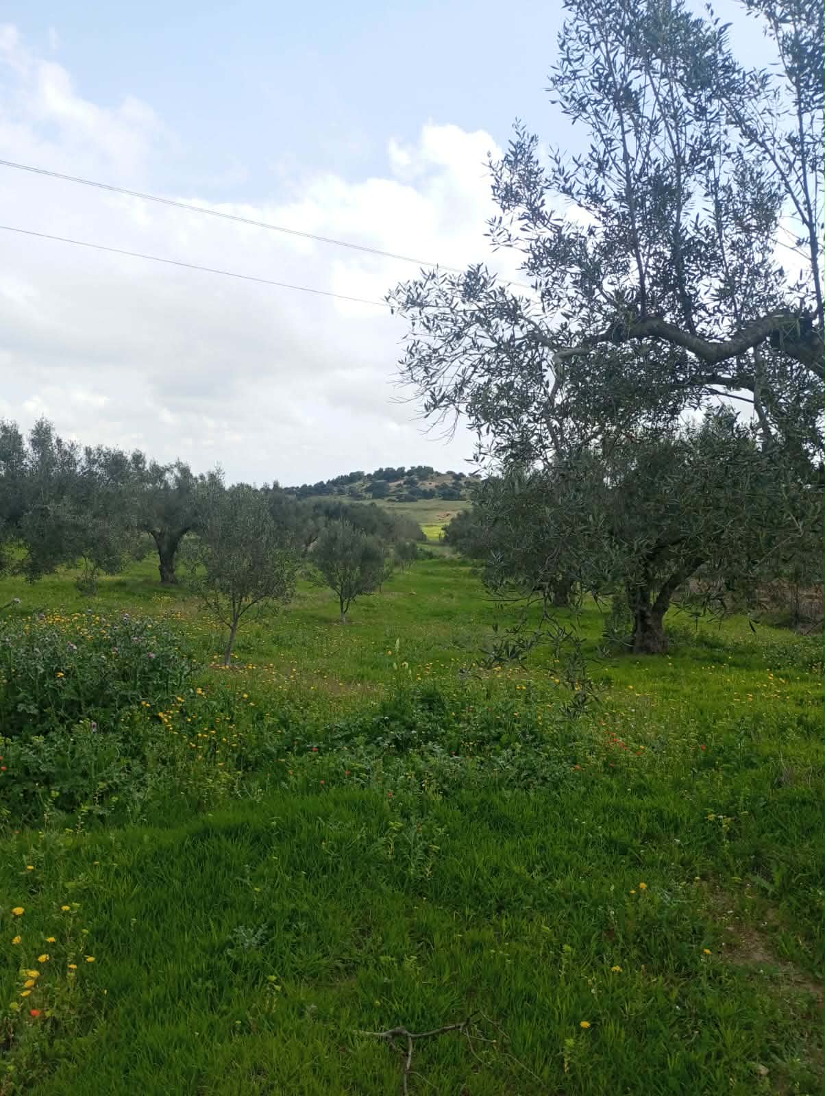 Hammam Zriba&nbsp;Bou Achir&nbsp;Terrain&nbsp;Terrain agricole&nbsp;Av terrain 9000m et 120 oliviers � zaghouan