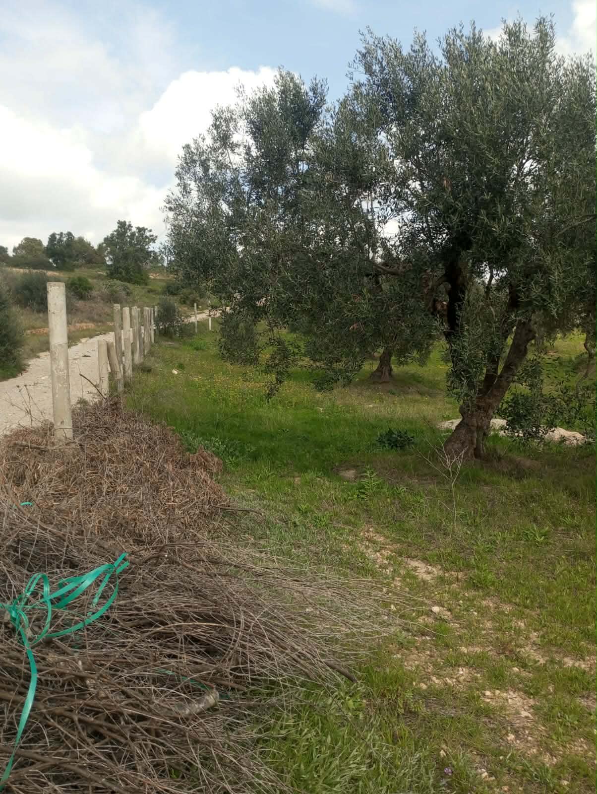 Hammam Zriba&nbsp;Bou Achir&nbsp;Terrain&nbsp;Terrain agricole&nbsp;Av terrain 9000m et 120 oliviers � zaghouan
