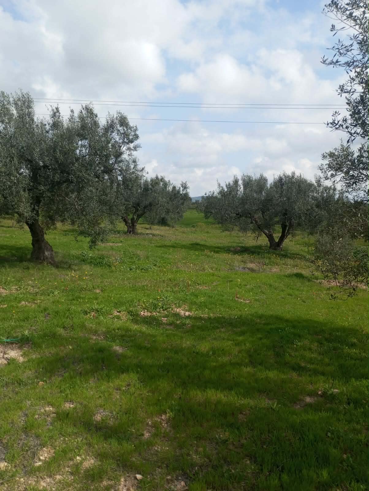 Hammam Zriba&nbsp;Bou Achir&nbsp;Terrain&nbsp;Terrain agricole&nbsp;Av terrain 9000m � zaghouan zriba
