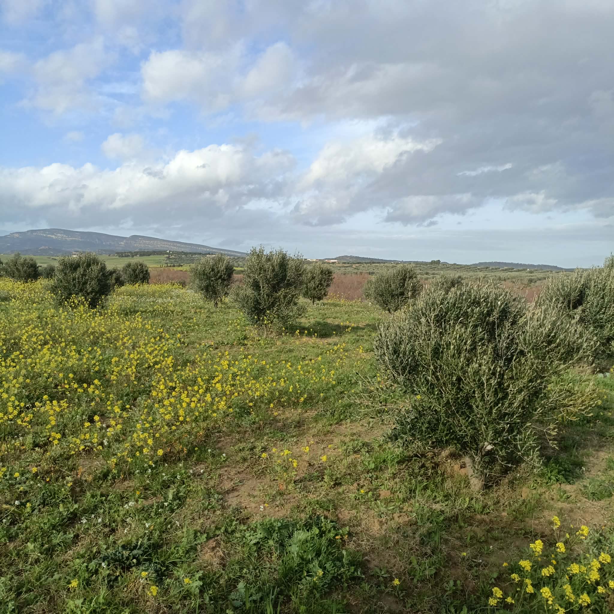 Hammamet&nbsp;Hammamet&nbsp;Terrain&nbsp;Terrain agricole&nbsp;Av terrain de 1000m � 3000m � hammamet sud