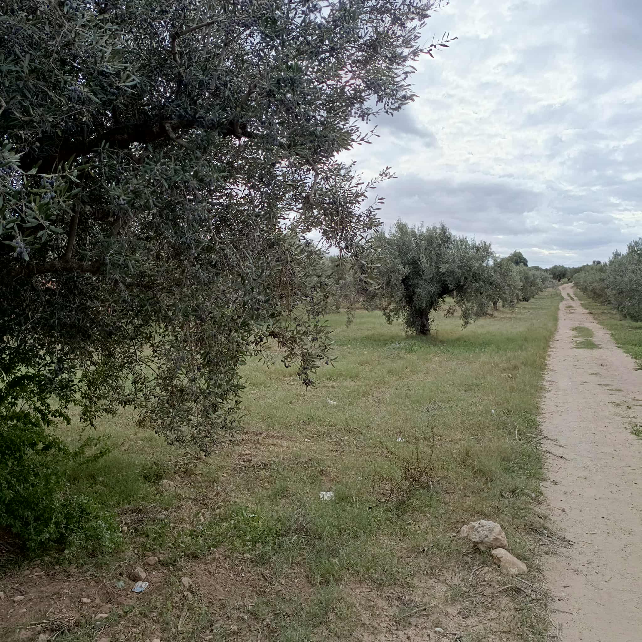 Hammam Zriba&nbsp;Bou Achir&nbsp;Terrain&nbsp;Terrain agricole&nbsp;Av hectare avec 115 oliviers route zaghouen