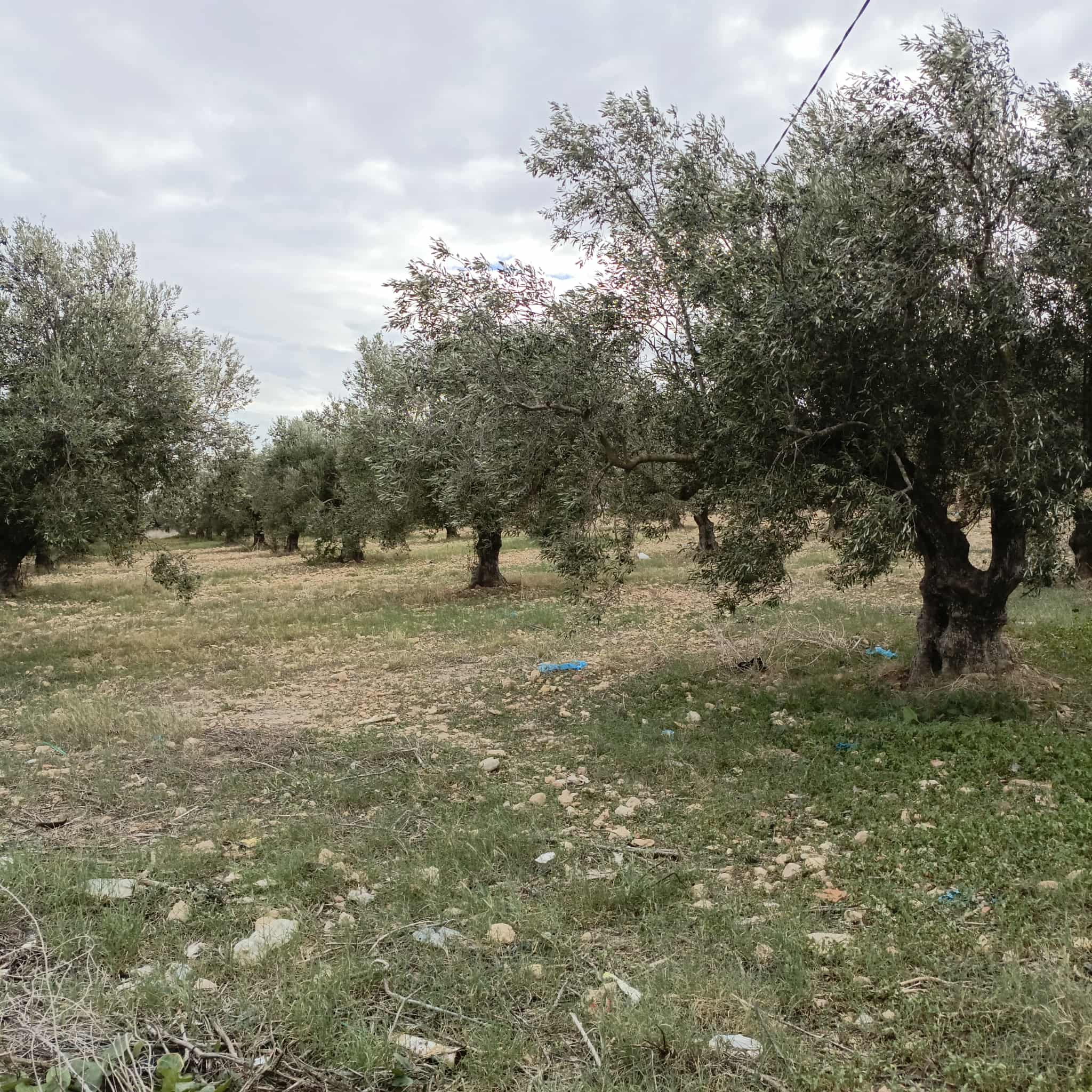 Hammam Zriba&nbsp;Bou Achir&nbsp;Terrain&nbsp;Terrain agricole&nbsp;Av hectare avec 115 oliviers route zaghouen